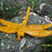 Yellow Dainty Dragonfly