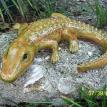 Wall Hanging Gator